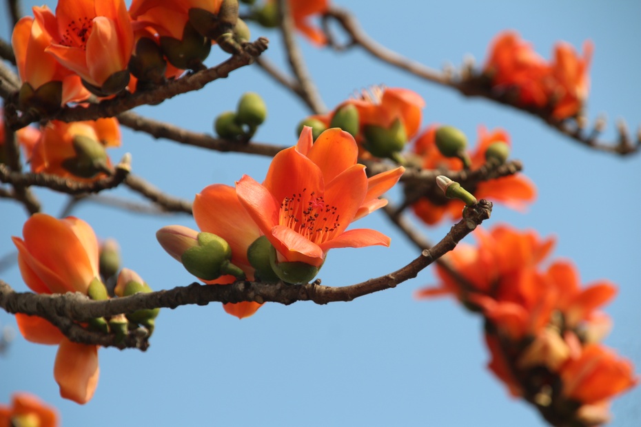 「木棉花開，春暖來 。」的圖片搜尋結果