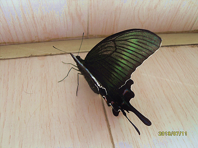 2013年夏型绿带翠凤蝶(一)