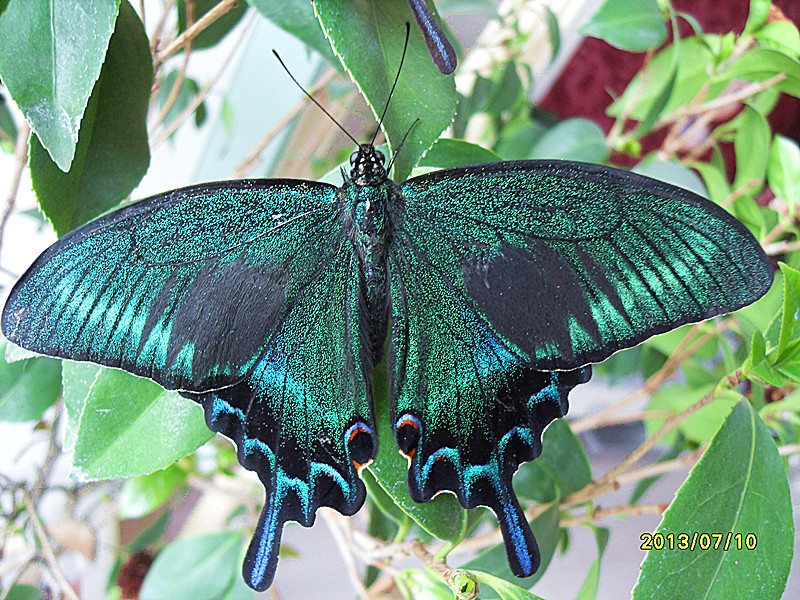 2013年夏型绿带翠凤蝶(一)