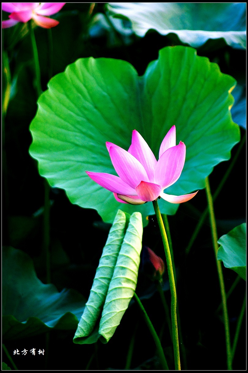 夏日荷花香,石佛寺水库