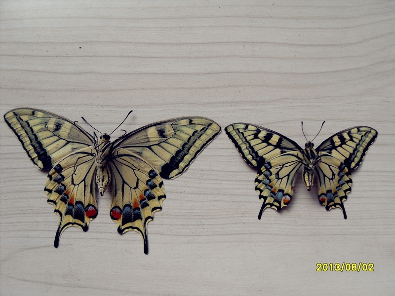 最近采集的蝴蝶标本