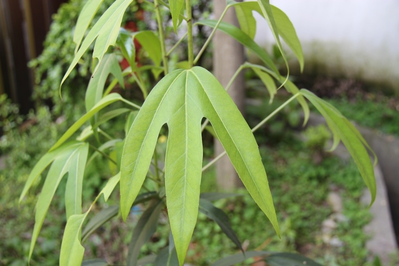 庆元植物507五加科树参属树参