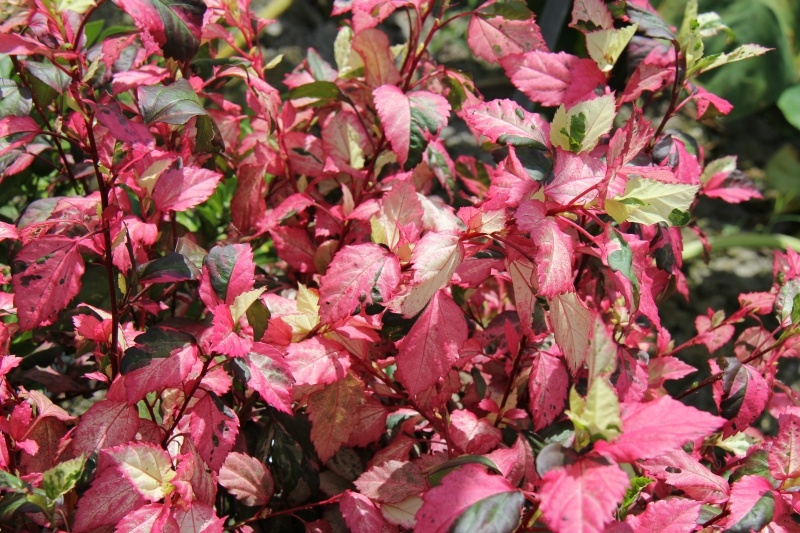 庆元植物497锦葵科木槿属彩叶朱槿