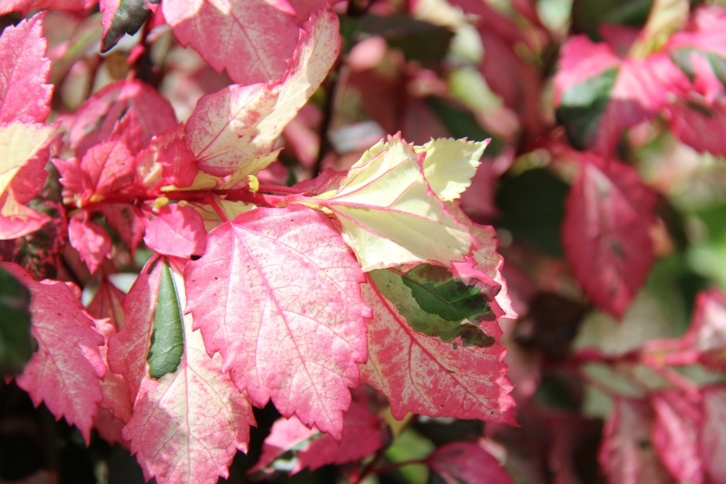 庆元植物497锦葵科木槿属彩叶朱槿