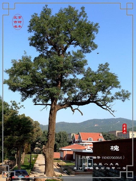 嘉禧寺遺址的古樹八大處下莊東路北頭杏石溝甲一號院