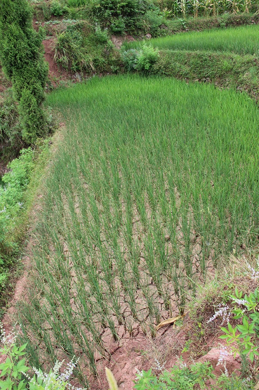 烈日炎炎似火燒 · 野田禾稻半枯焦