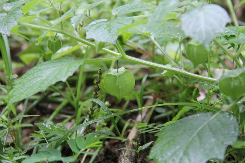 庆元植物496茄科酸浆属苦蘵