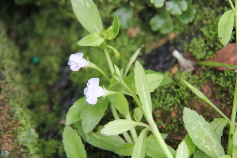 庆元植物501玄参科母草属泥花草