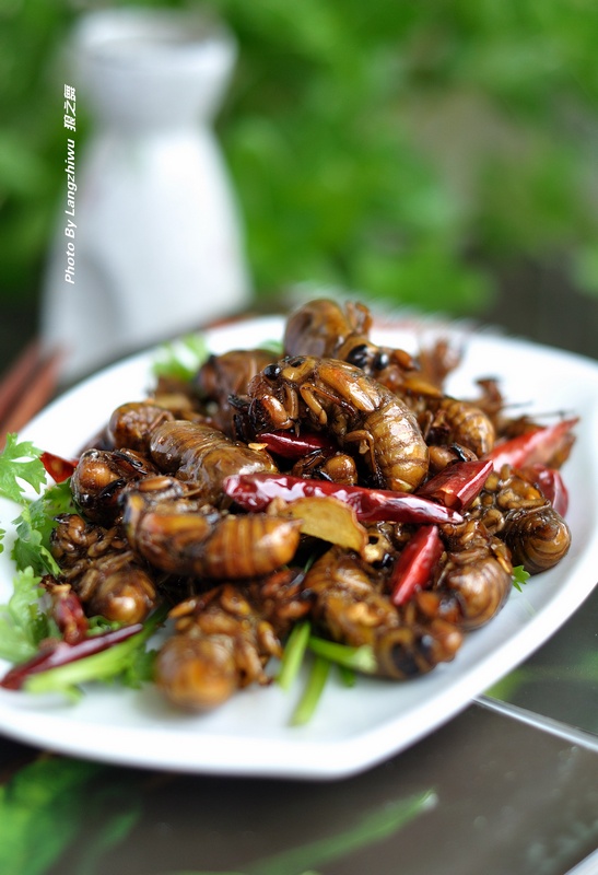 节留龟儿,知了鬼,知了猴,爬叉,看到这些名字,你能知道它是谁吗?