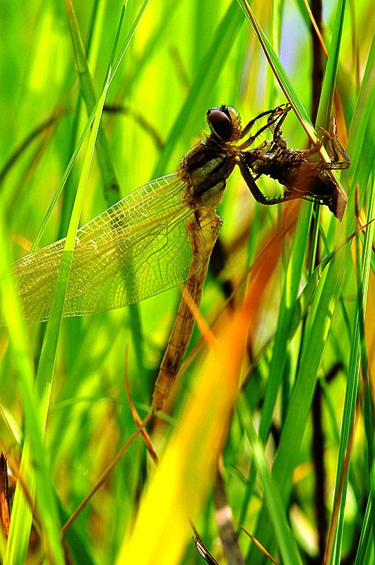 水虿蜕化成蜻蜓