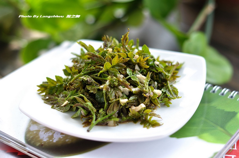 凉拌花椒芽 - 夏花之绚烂 秋叶之静美 - 夏花之绚烂 秋叶之静美的博客