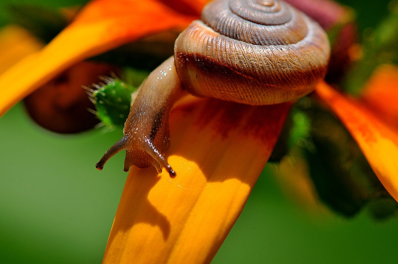 蜗牛是陆地上最常见的软体动物之一,蜗牛具有很高的食用和药用价值.