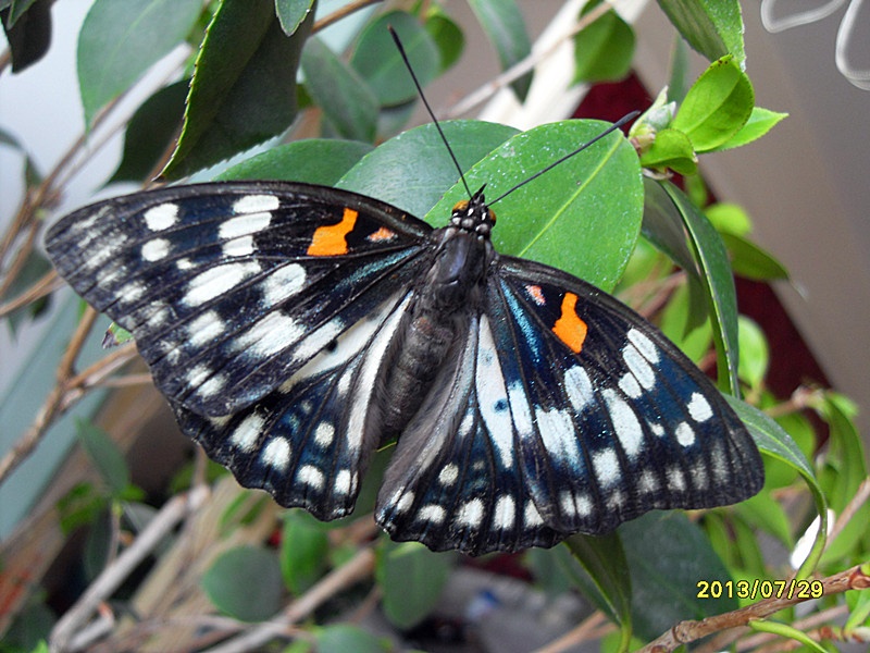 黄帅蛱蝶尖钩粉蝶逮蝶碧草青青蝶舞花,如霞似锦我捉它.