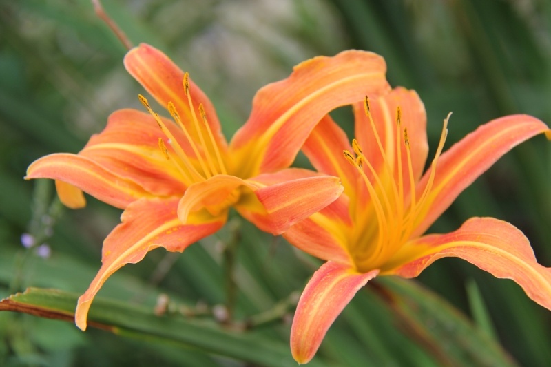 庆元植物502百合科萱草属萱草