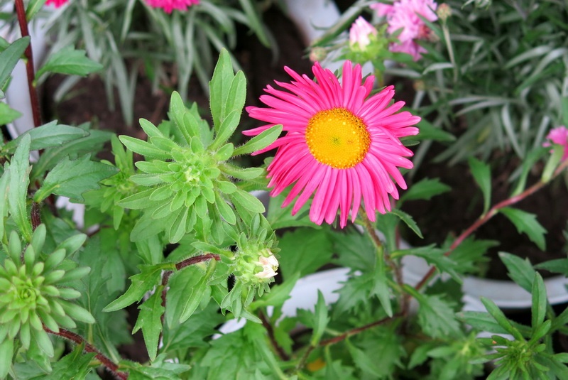 翠菊