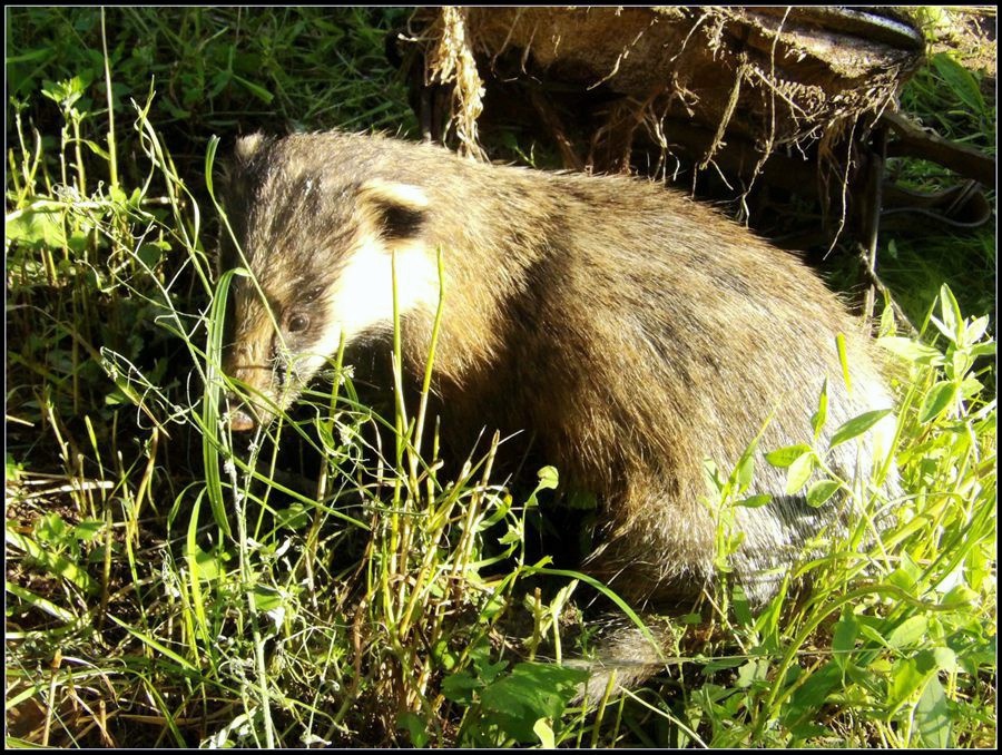 在我们收营期间,下地干活的老乡回来了,他用夹子夹住一只獾,好可爱,又