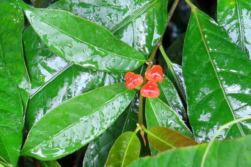 常绿灌木,因其叶背为红色得名,高达1米许.