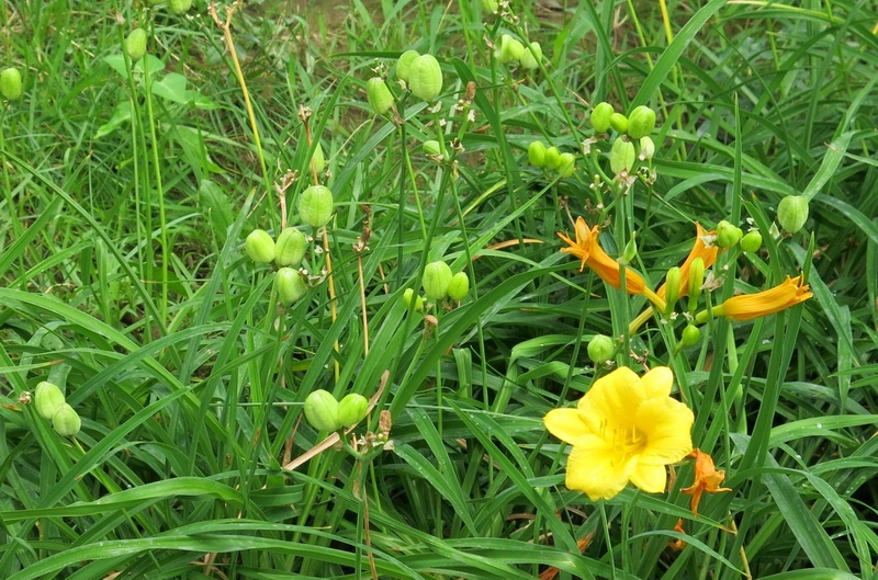 金娃娃萱草的果