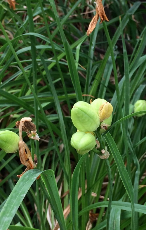 金娃娃萱草的果