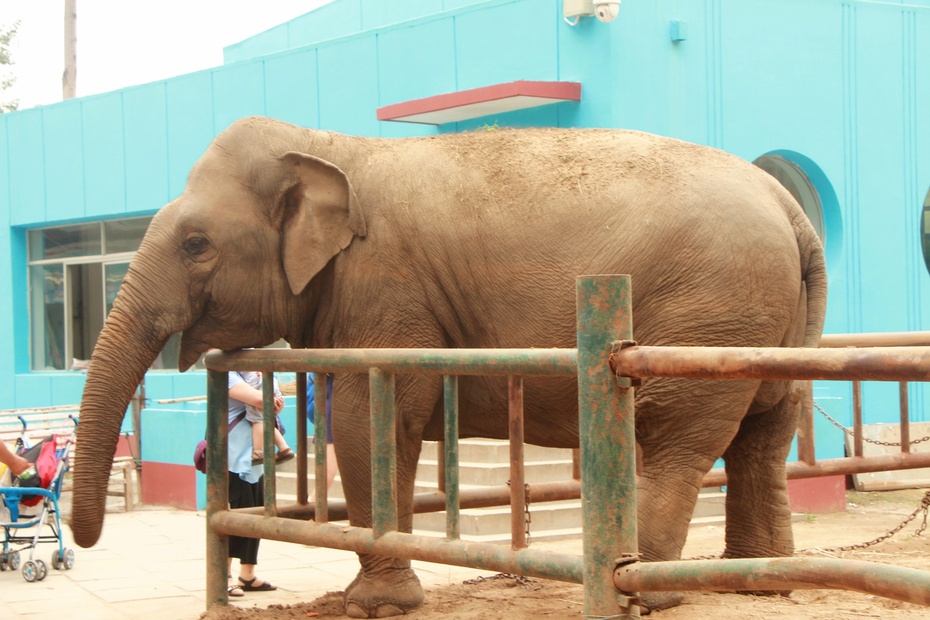 關在籠子裡的觀景人秦皇島野生動物園上