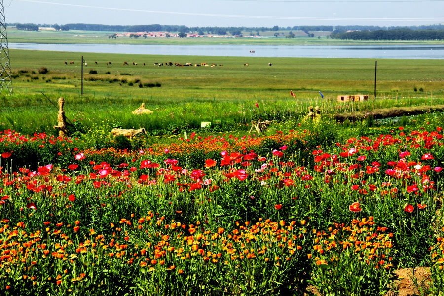 闪电河湿地天鹅湖五花草甸沽源草原处处景