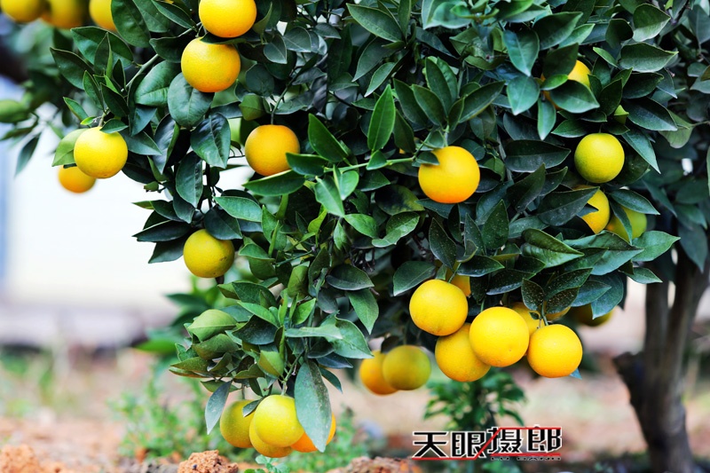 【天眼聚焦】美丽资兴脐橙比蜜甜 - 南无无量音声王佛 - 天下第一善