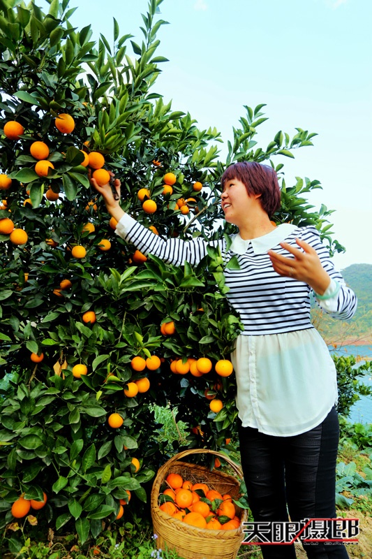 【天眼聚焦】美丽资兴脐橙比蜜甜 - 南无无量音声王佛 - 天下第一善