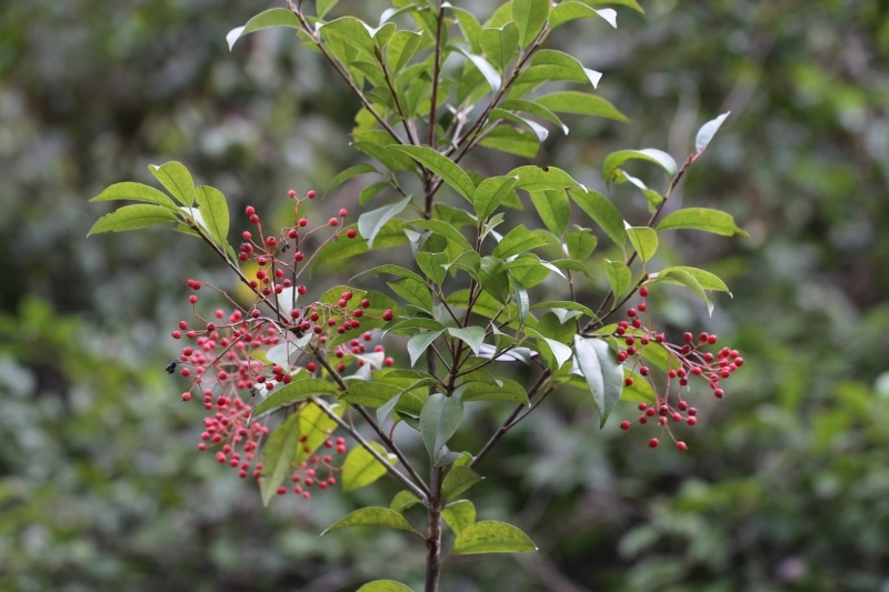 庆元植物946蔷薇科石楠属光叶石楠