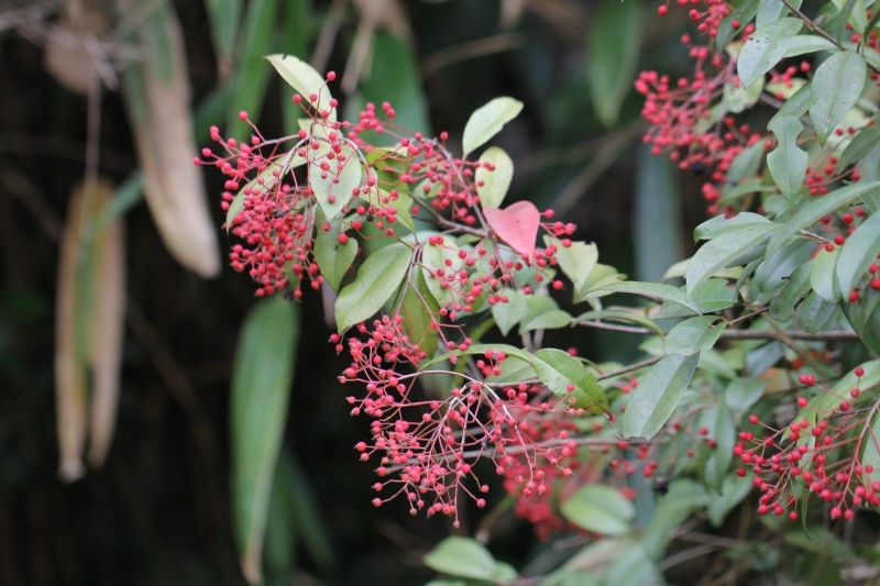 庆元植物946蔷薇科石楠属光叶石楠