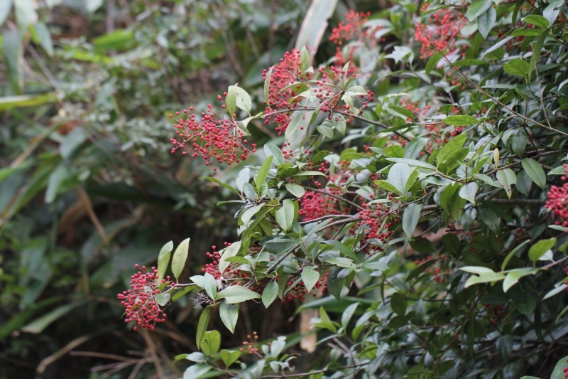 庆元植物946蔷薇科石楠属光叶石楠