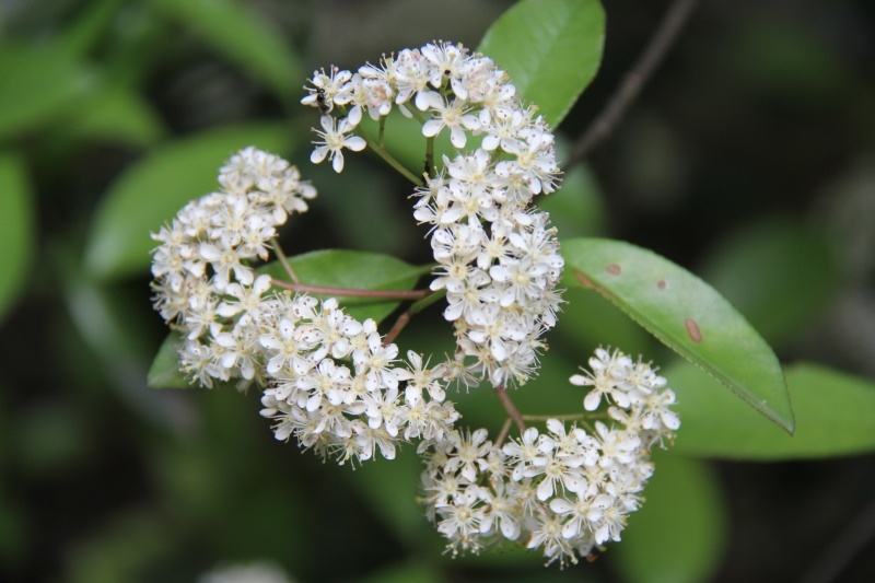 庆元植物946蔷薇科石楠属光叶石楠