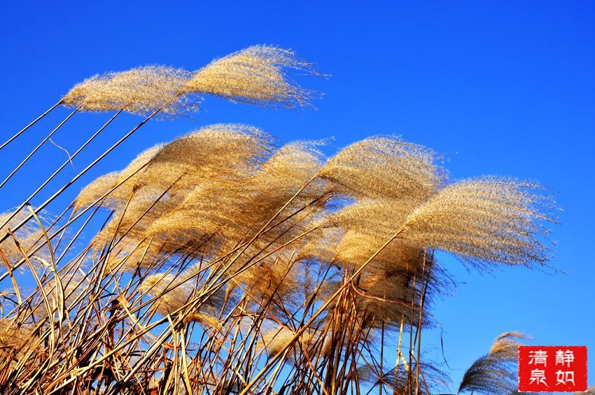 田野里那片芦荻花