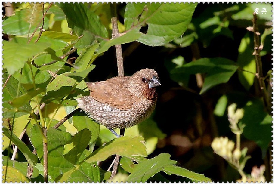 57.斑文鸟58.环颈雉鸡59.小黑天鹅60.褐头山雀61.沼泽山雀62.