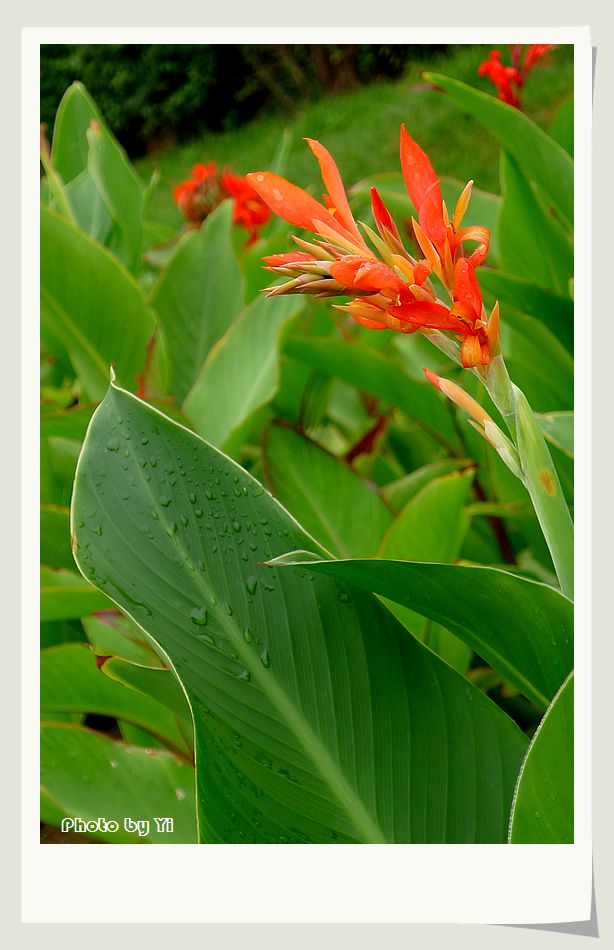 雨滴蕉叶花更艳