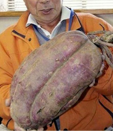 中华民族能重蹈核辐射植物的惨样? - 追真求恒 - 我的博客