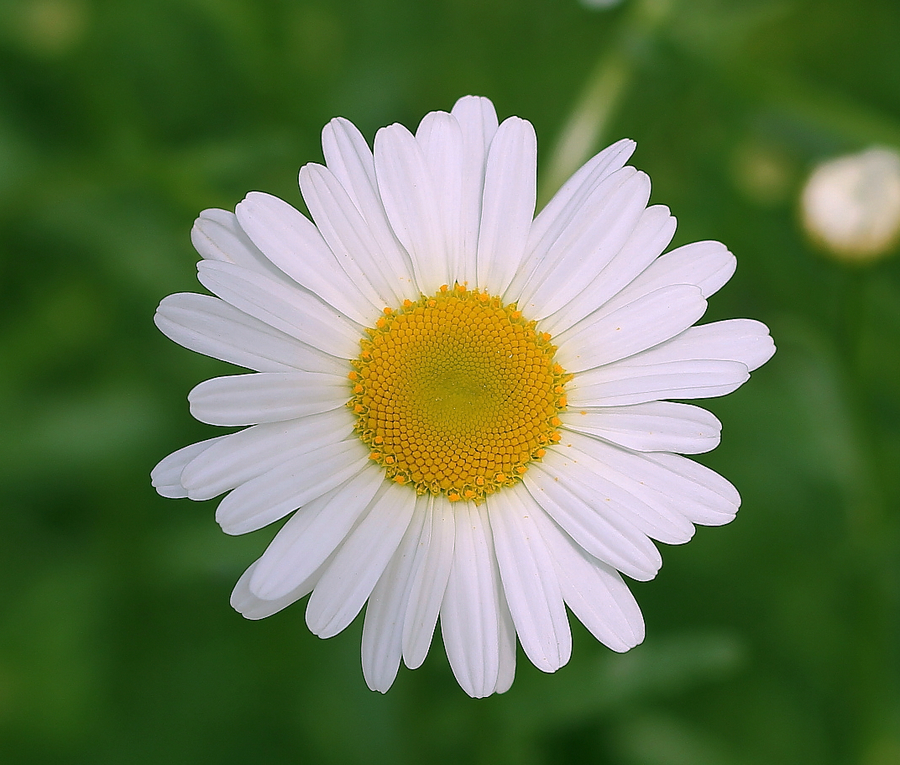 新区大白荡生态公园的小雏菊
