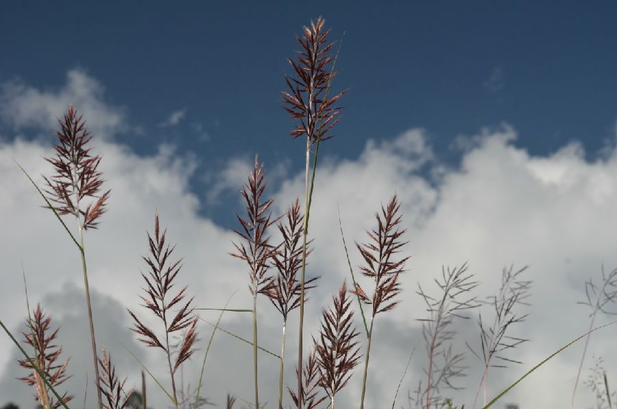 突然苏曼停下脚步,示意我安静.