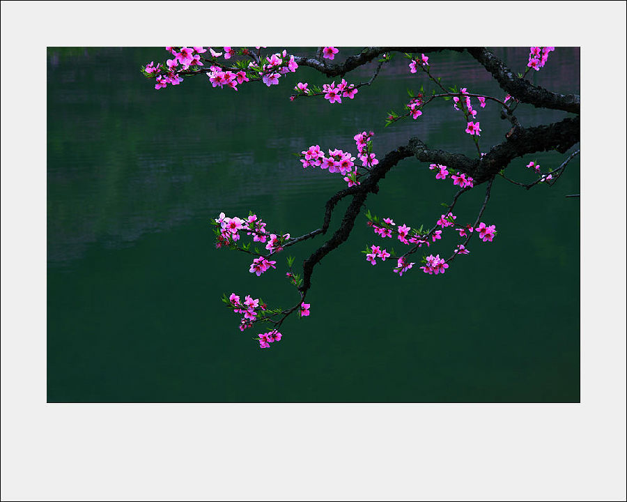 桃花-一帘幽梦-搜狐博客