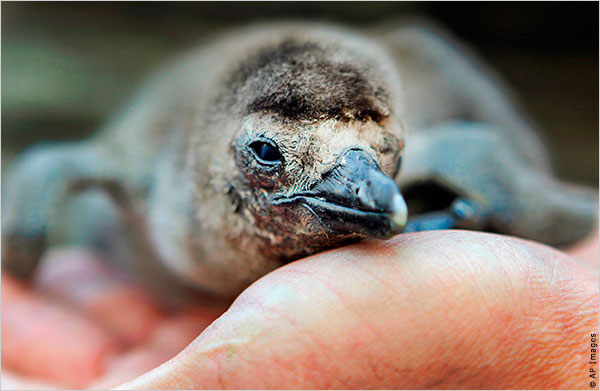 还因为它那别具一格的嘶鸣而有时会被称为驴企鹅(jackass penguin)&m