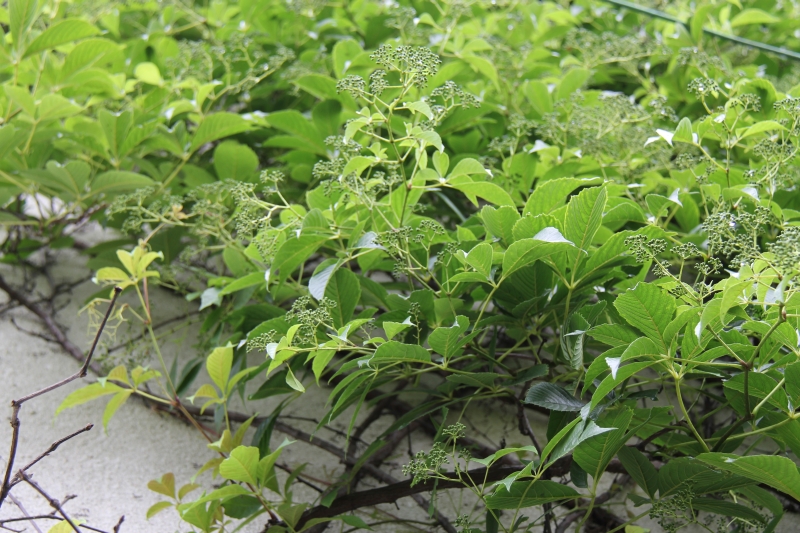 庆元植物470葡萄科爬山虎属绿爬山虎