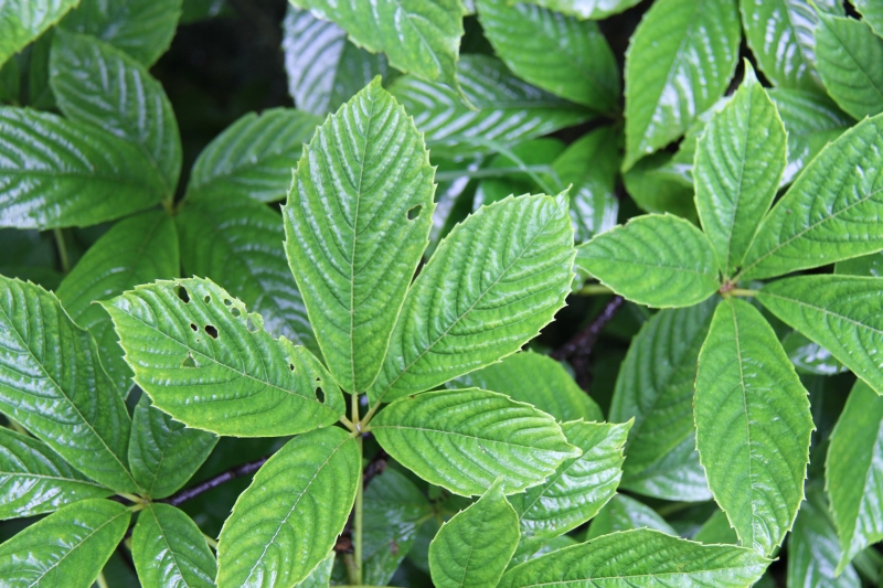 庆元植物470葡萄科爬山虎属绿爬山虎