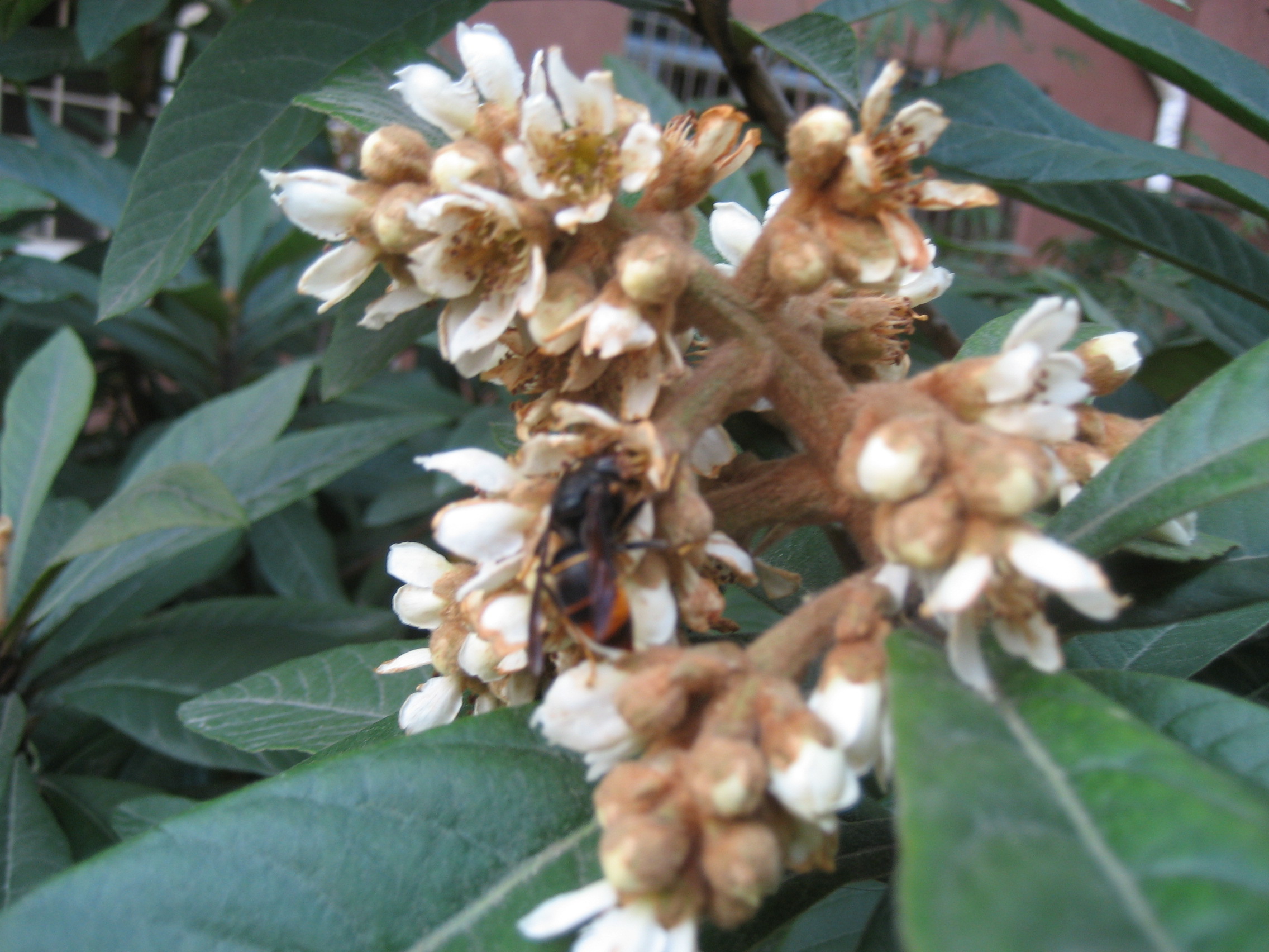 枇杷树开花到结果的记录