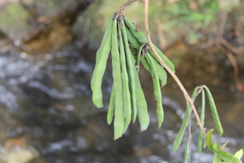 庆元植物468-豆科-崖豆藤属-网络崖豆藤