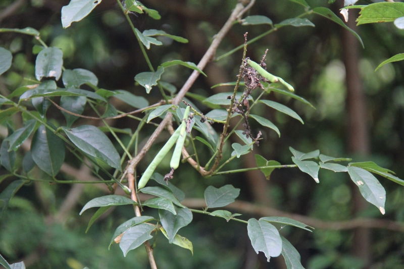 庆元植物468-豆科-崖豆藤属-网络崖豆藤