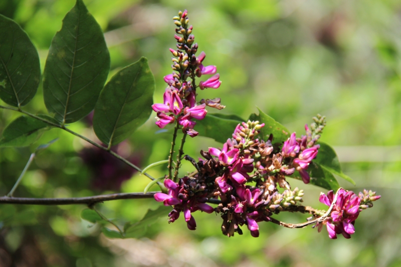 庆元植物468-豆科-崖豆藤属-网络崖豆藤