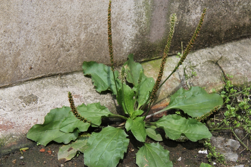 庆元植物466车前科车前属车前