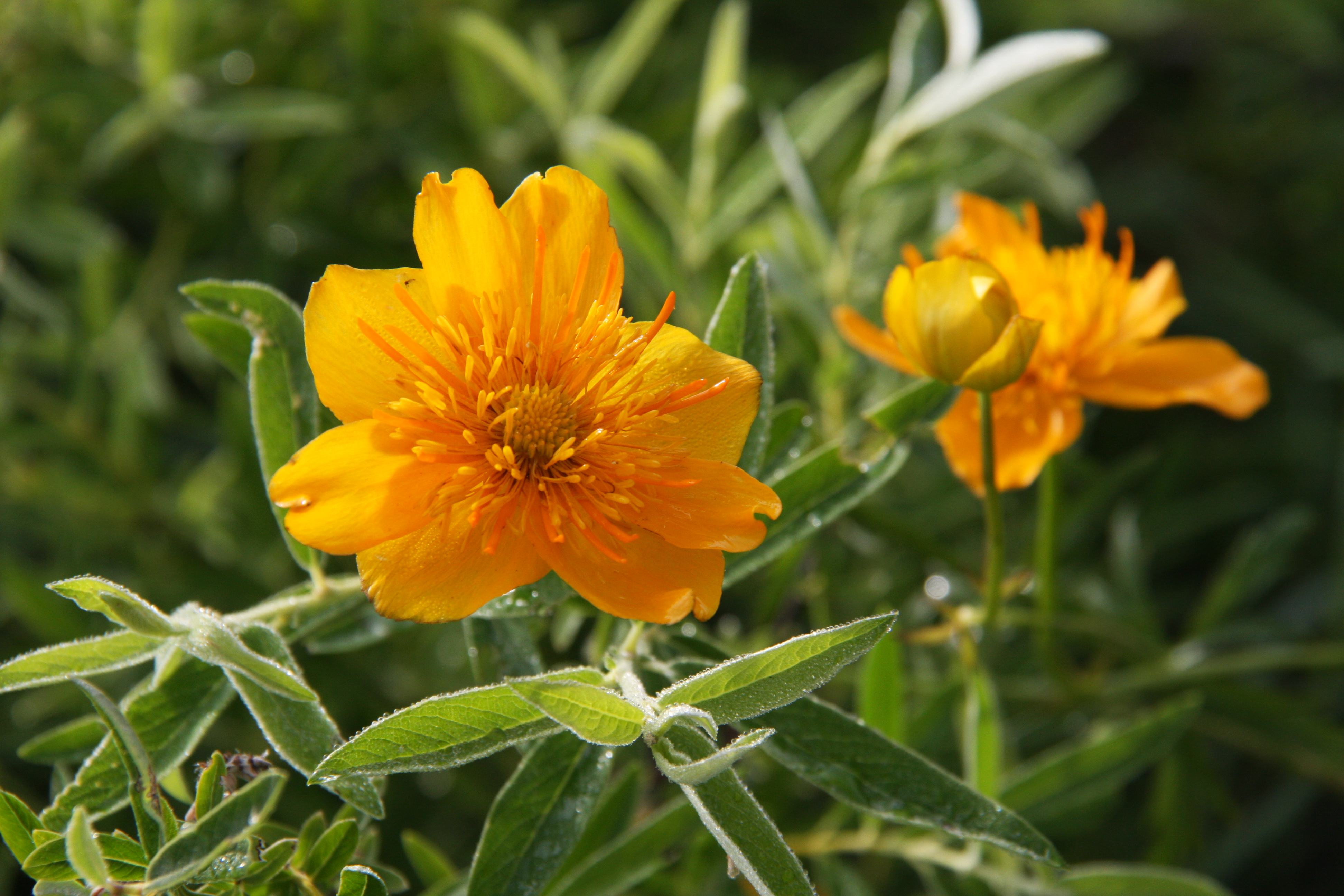 金莲花图片(观音菩萨图片)