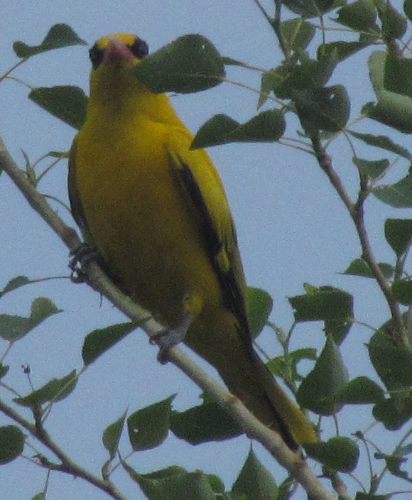 我從網絡查到:黃鶯,英文名oriolus chinensis,也有稱