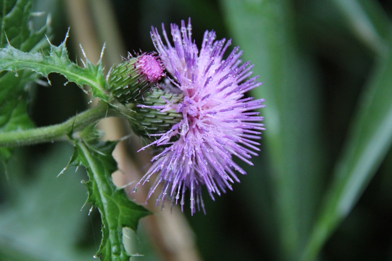 庆元植物465-菊科-蓟属-大蓟-柳绿花红-搜狐博客