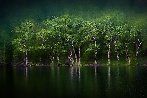 墨绿的树木,碧绿的湖水,铺满绿荫的天空生命的色彩,绿色的世界!
